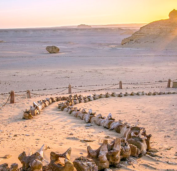 Wadi El-Hitan